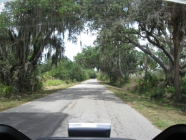 The old oaks covered with Spanish moss line many of the back roads on this ride.